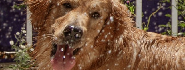 O cão Sol, da raça Golden Retriever, se refresca com banho de mangueira. — Foto: Paulo Moreira / Agência O Globo