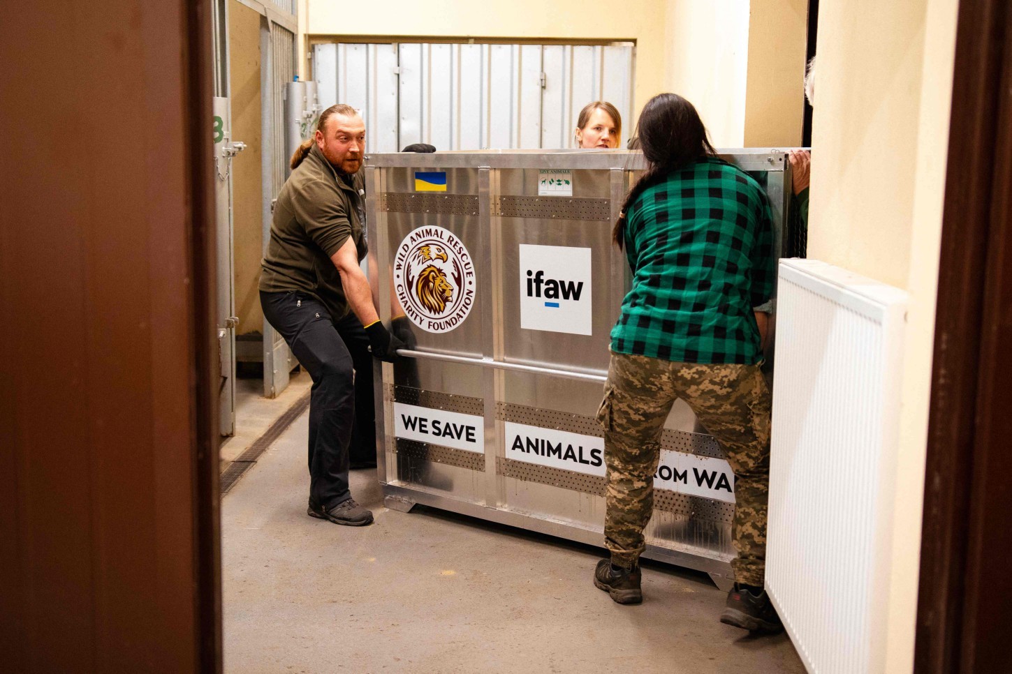 Leões resgatados na Ucrânia são transportados dentro de uma caixa para a Polônia — Foto: Maciej LIEDER / IFAW-WTI / AFP