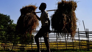 Agricultor carrega arroz colhido em um campo no distrito de Goalpara, em Assam, Índia — Foto: BIJU BORO/AFP