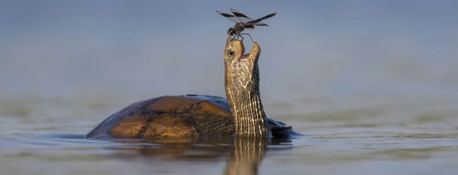 'Tartaruga feliz' — Foto: TZAHI FINKELSTEIN/WPY