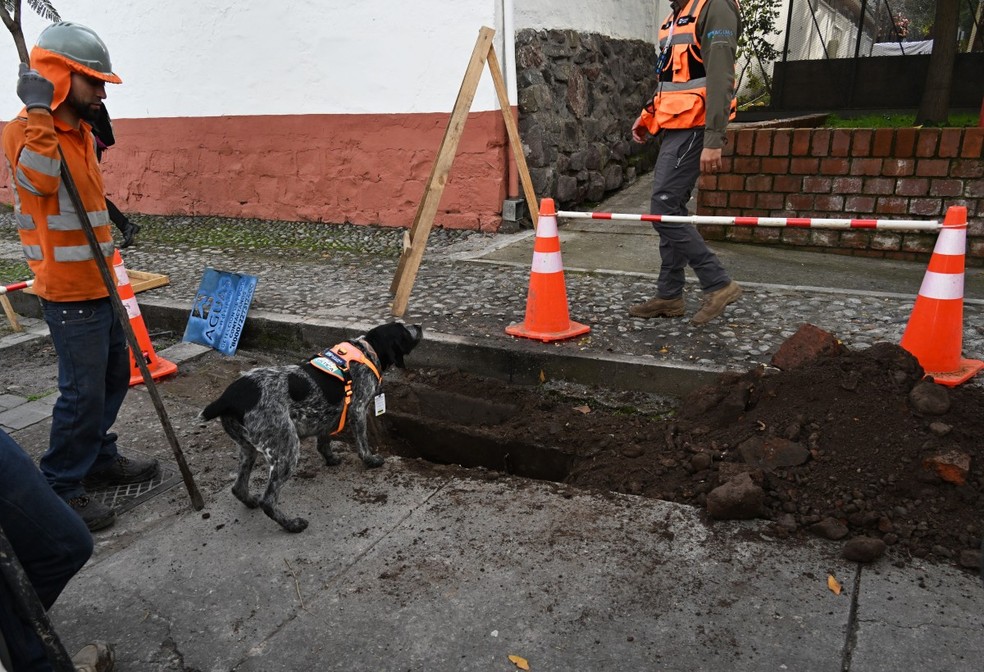 Conheça Suki, a cadela com olfato capaz de detectar vazamentos de água subterrânea no Chile — Foto: RODRIGO ARANGUA/AFP