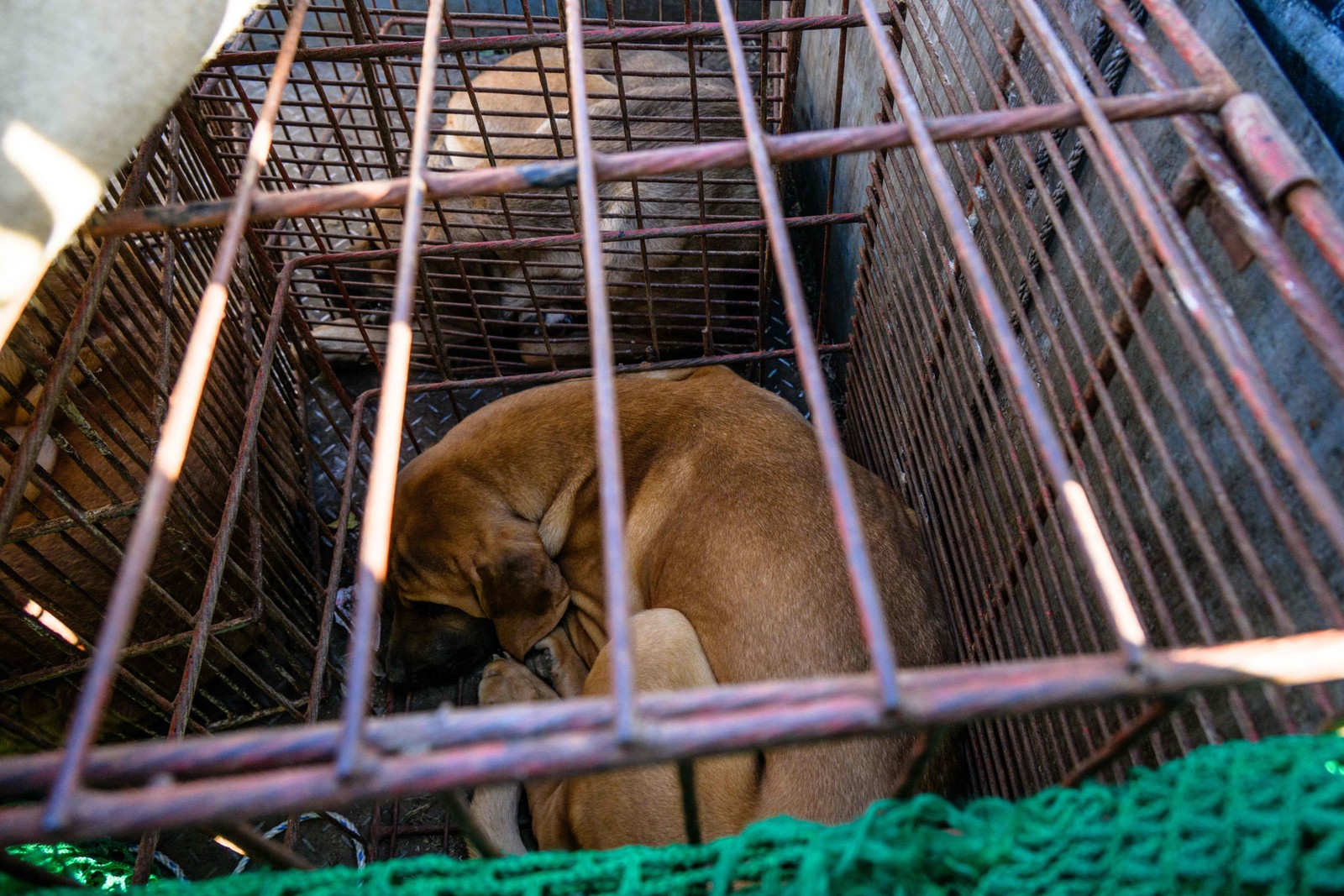 Produtores de cachorros levam animais em gaiolas a protesto contra possível banimento — Foto: Anthony WALLACE / AFP
