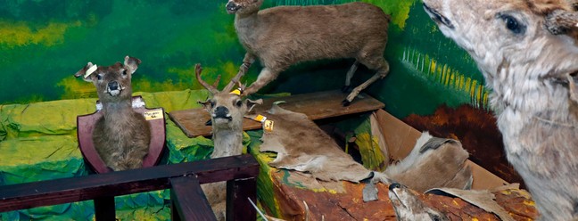 Foto de bichos empalhados expostos no museu de materiais apreendidos da Unidade Nacional de Polícia de Proteção Ambiental (UPMD), em Quito, no dia 29 de setembro de 2023 — Foto: Galo PAGUAY / AFP