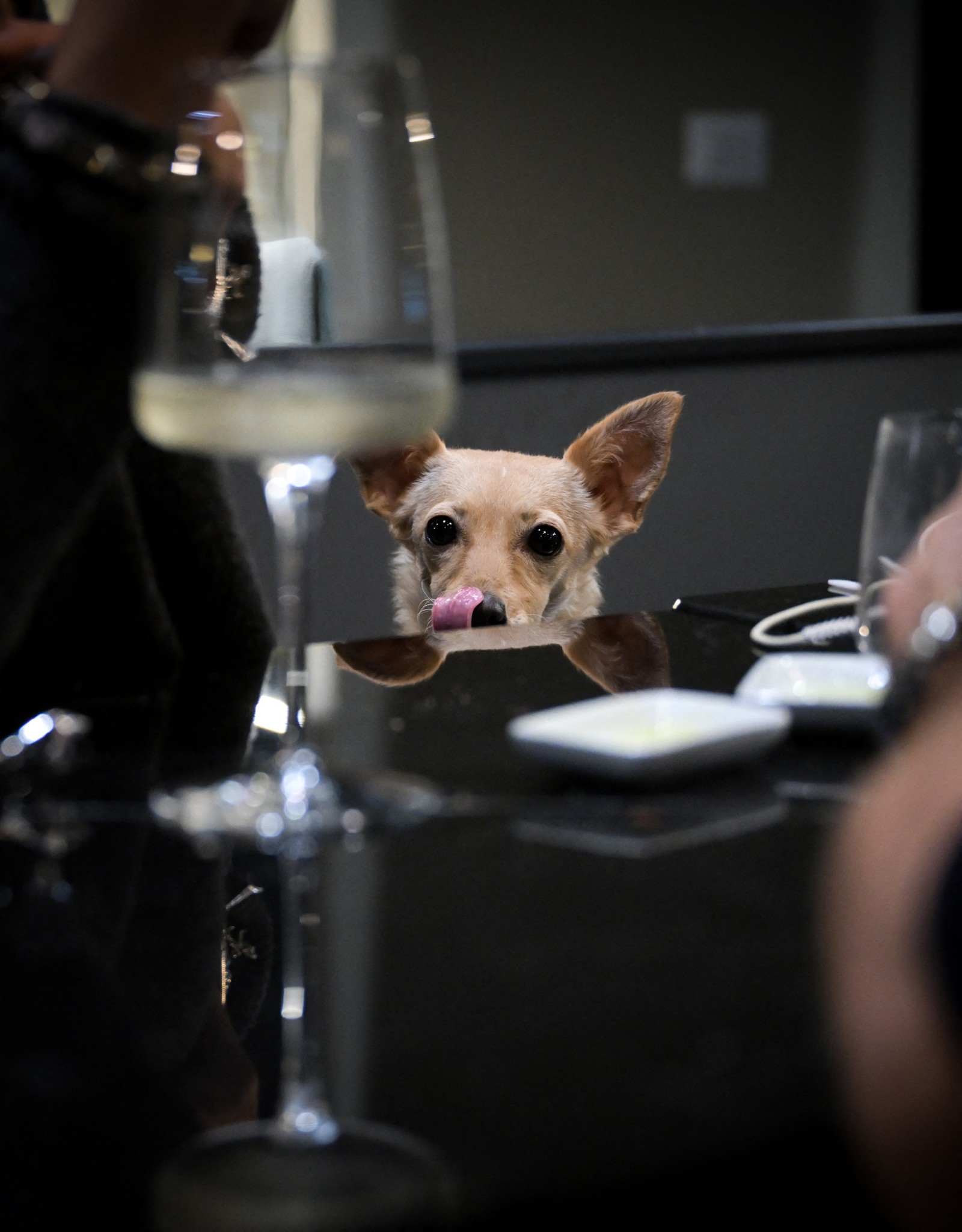 Cadelinha Nala aguarda porção de comida em 'restaurante gourmet' de Roma — Foto: Tiziana FABI / AFP