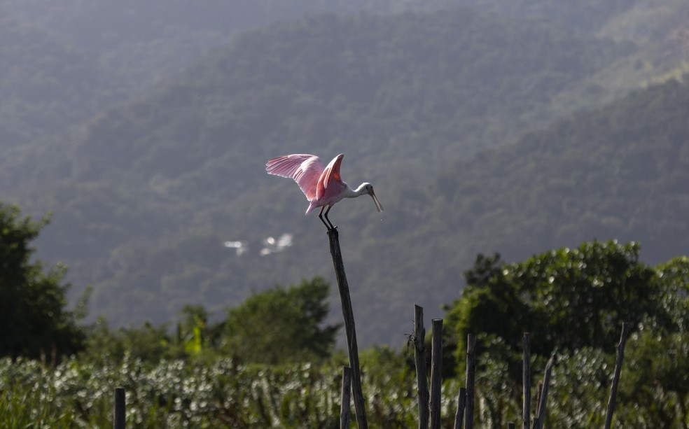 Coelheiro-rosa, na Lagoa do Camorim, em Jacarepaguá, que vai receber obras de dragagem — Foto: Márcia Foletto/Agência O Globo