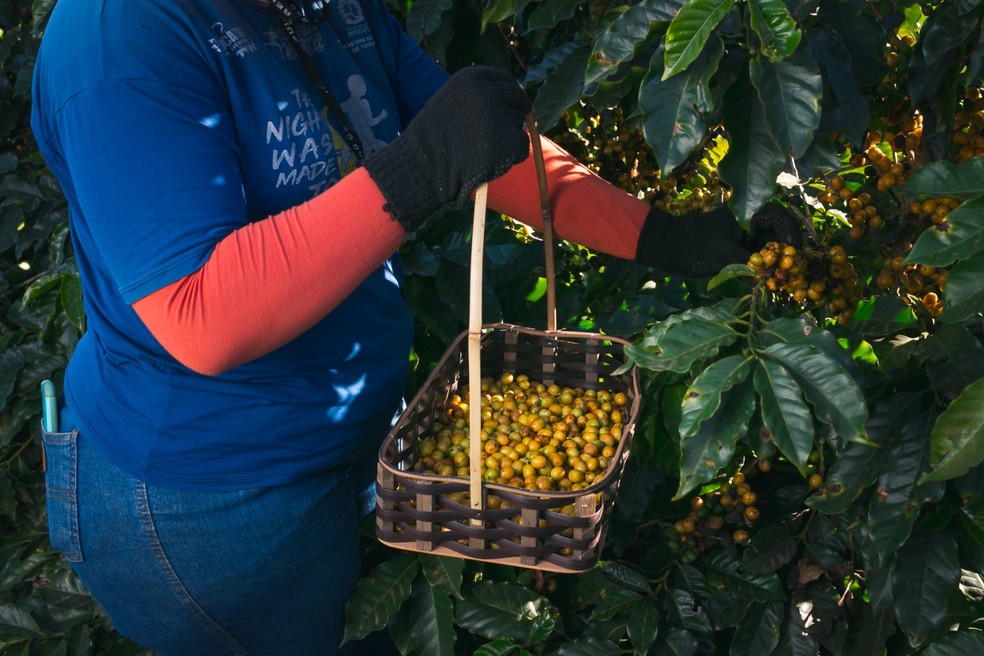 A integração entre o café conilon e a macadâmia em plantação no Espírito Santo — Foto: Arquivo pessoal de Ézio Sena, produtor do ES