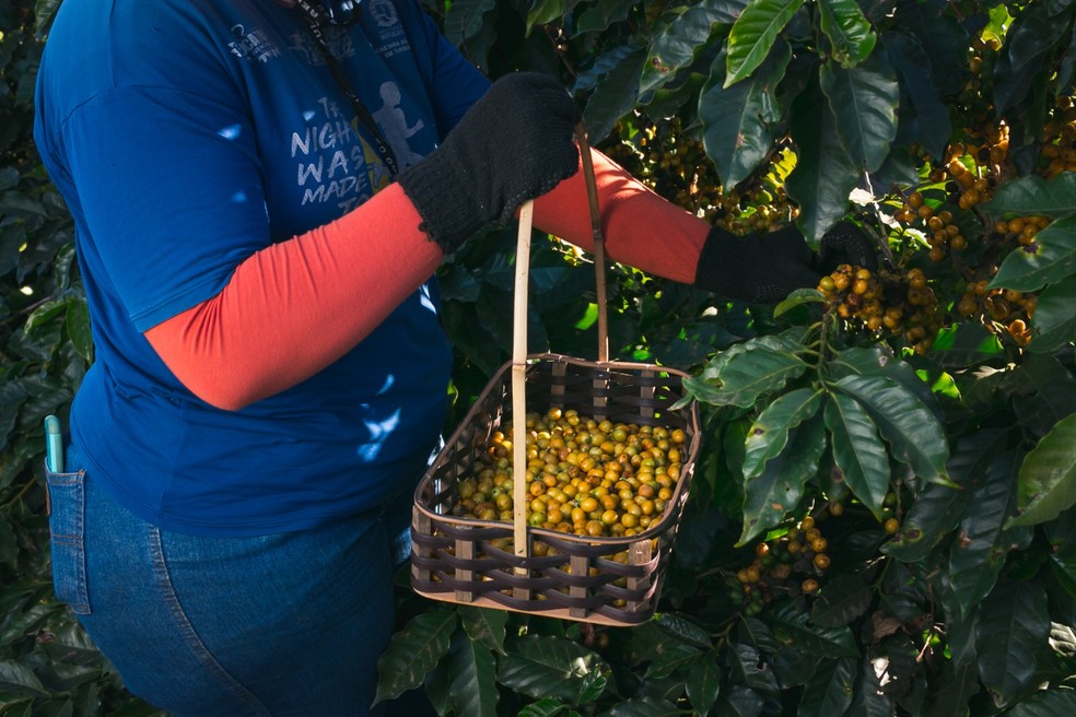 Colheita de café no Espírito Santo  — Foto: Arquivo pessoal de Ézio Sena, produtor do ES