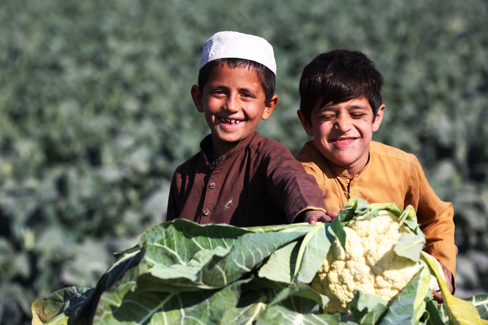 Meninos trabalham na colheita de couves-flores nos arredores de Jalalabad, no Afeganistão. — Foto: AFP