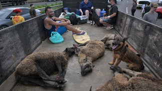 Animais são transportados na traseira de uma carroça após serem resgatados das enchentes no bairro Humaitá, em Porto Alegre, Rio Grande do Sul — Foto: NELSON ALMEIDA/AFP