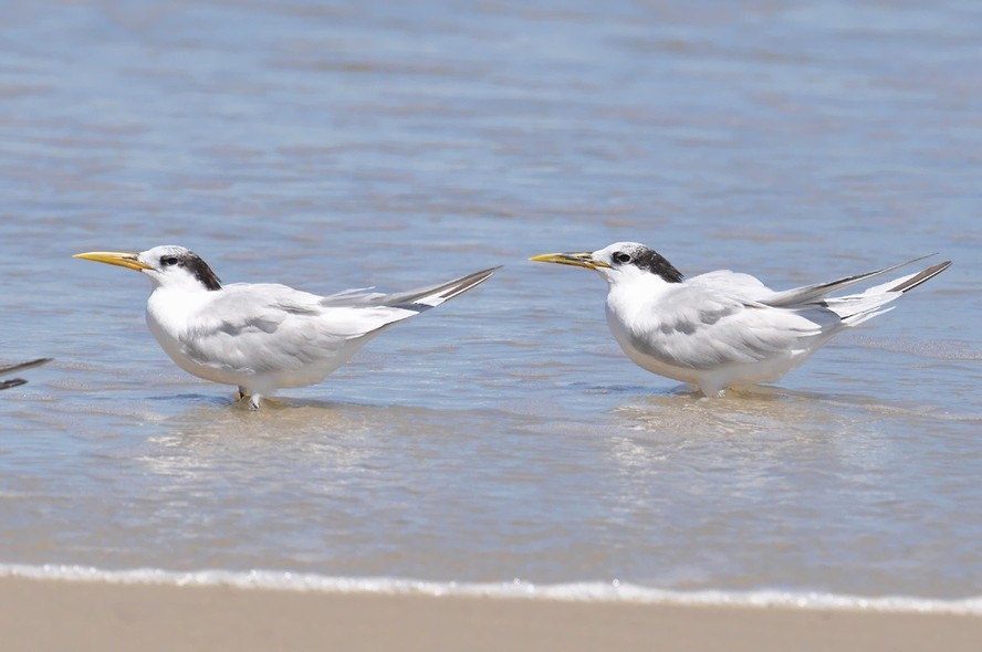 Aves silvestres da espécie Thalasseus acuflavidus: país tem cinco casos de gripe aviária