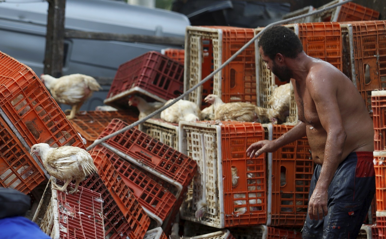 Caminhão de galinhas tomba no Giro do Cebolinha e funcionários tentam recuperar os animais — Foto: Fabiano Rocha / Agência O Globo, 07-03-2023