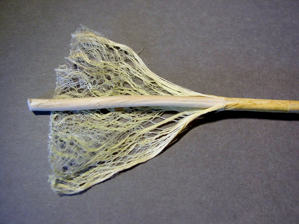 Fibras do caule de cânhamo, considerado bom para o solo — Foto: Natrij / Wikipedia