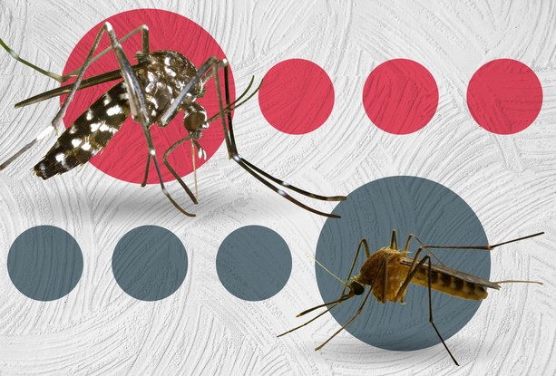 O mosquito da dengue é bem diferente do pernilongo comum.