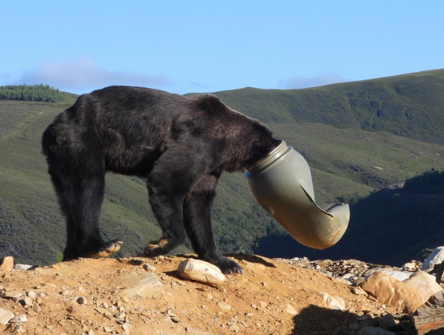 Urso ficou com a cabeça presa em recipiente de plástico, na Espanha — Foto: Divulgação