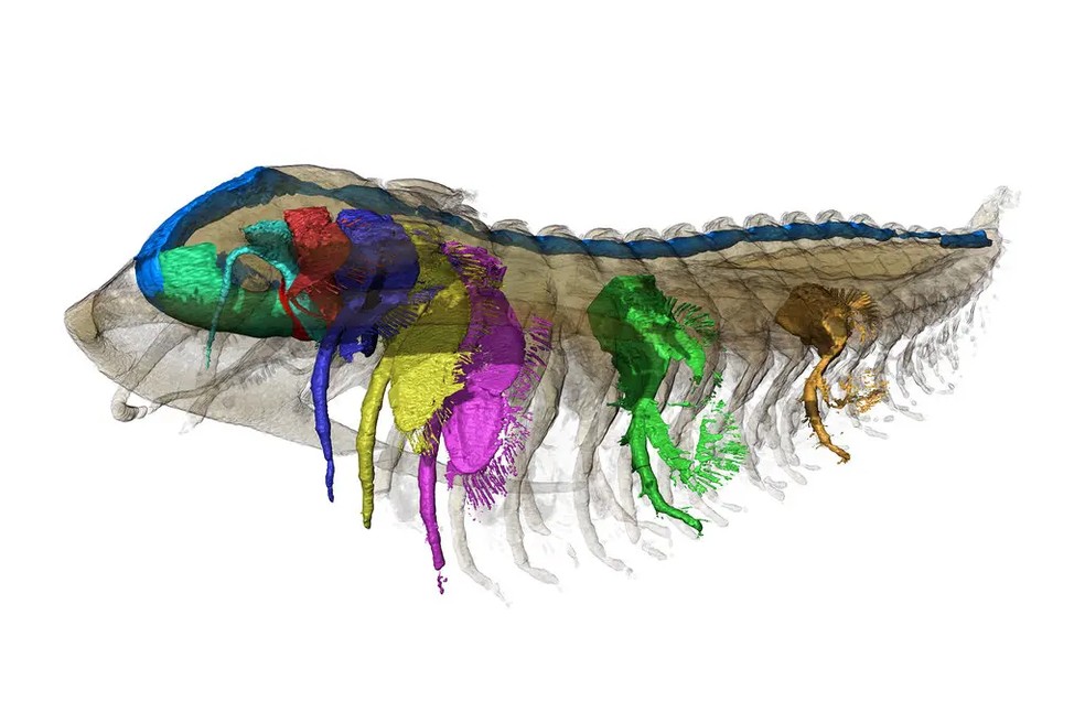 Uma vista lateral de Protolenus, renderizada com transparência e mostrando a segmentação do sistema digestivo (azul), o hipóstomo (verde), o lábio (vermelho) e apêndices selecionados — Foto: Arnaud Mazurier/Universidade de Poitiers