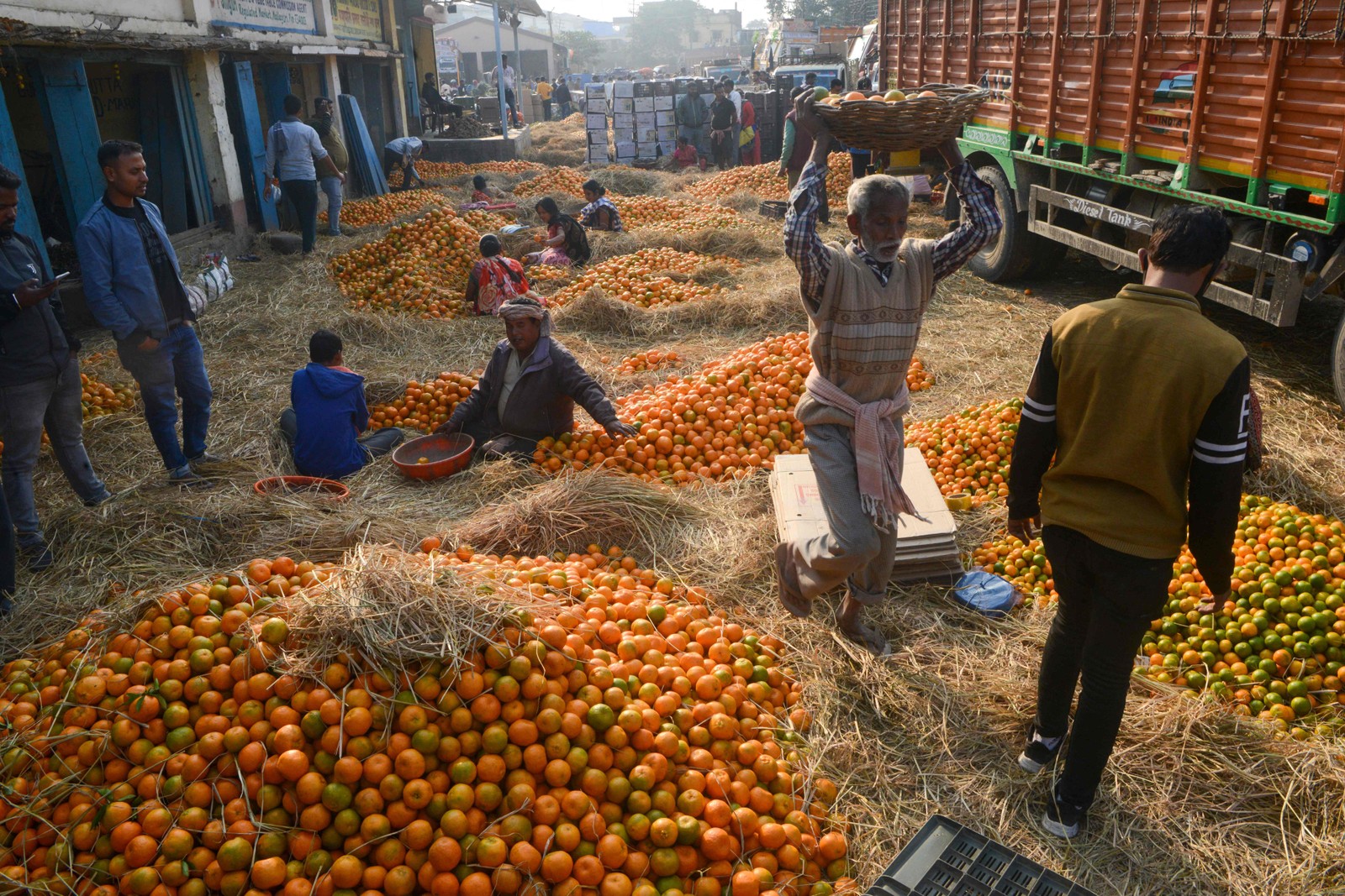 Trabalhadores classificam laranjas para exportação no mercado de Siliguri, na Índia — Foto: Diptendu DUTTA / AFP