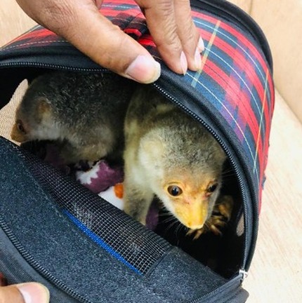 Marsupiais são encontrados em bagagem dentro de aeroporto indiano — Foto: Divulgação Interpol