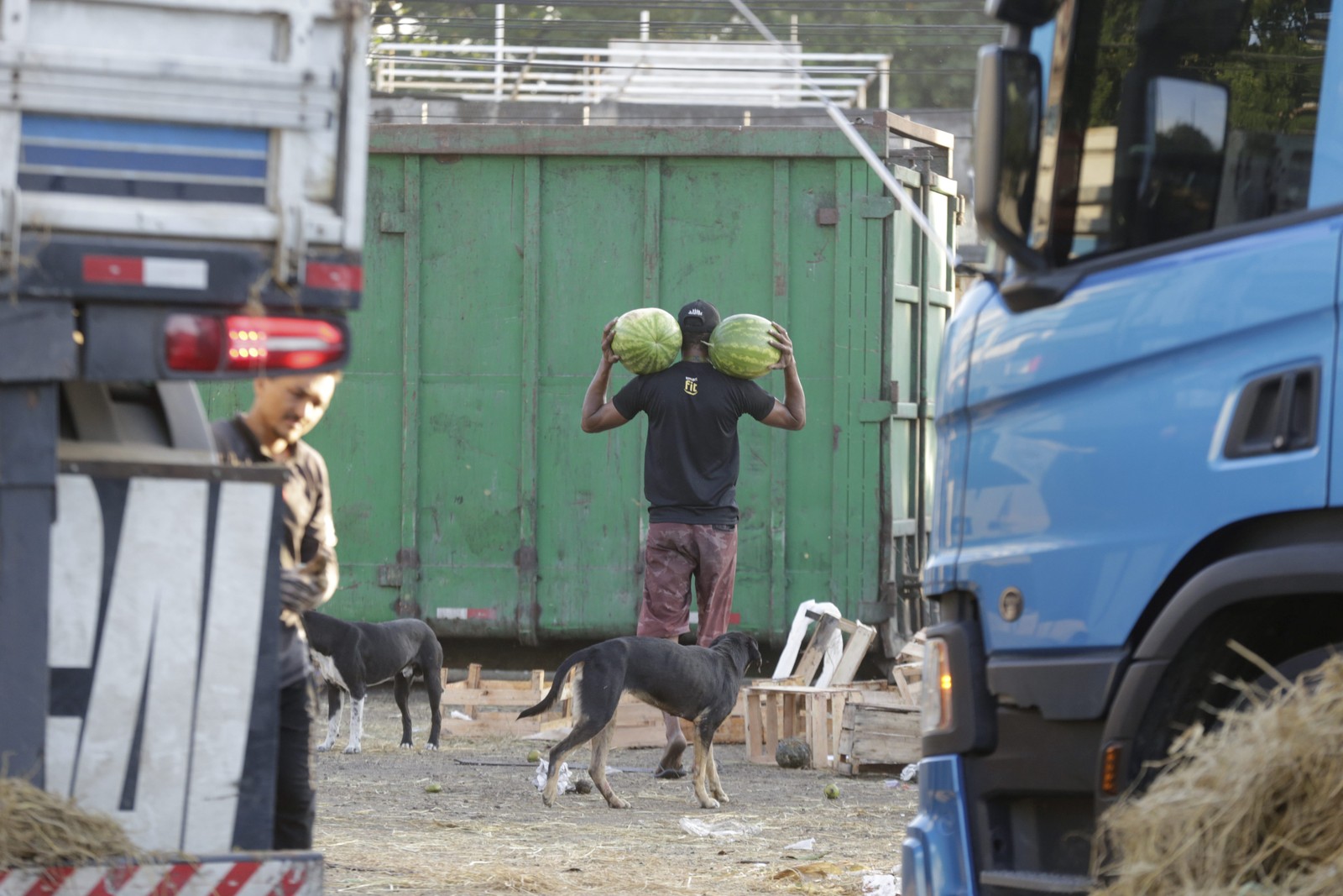 Garimpo da fome no Ceasa de Irajá; cada alimento encontrado é um sentimento de 'vitória' — Foto: Domingos Peixoto / Agência O Globo 