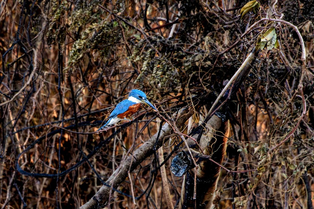 Pássaros e outros animais correm perigo com incêndio no Pantanal — Foto: Rogério Florentino/AFP