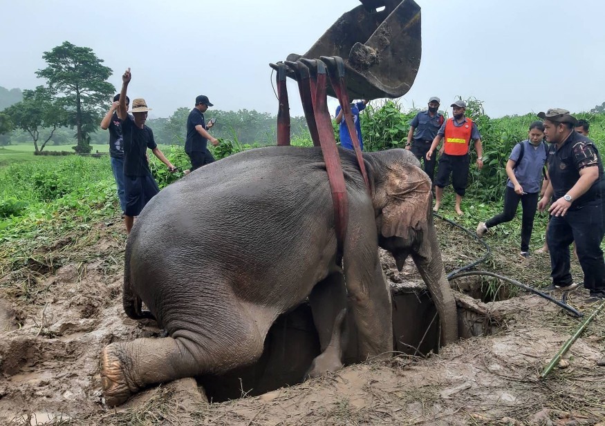 Elefante foi resgatada de buraco de esgoto na Tailândia — Foto: AFP