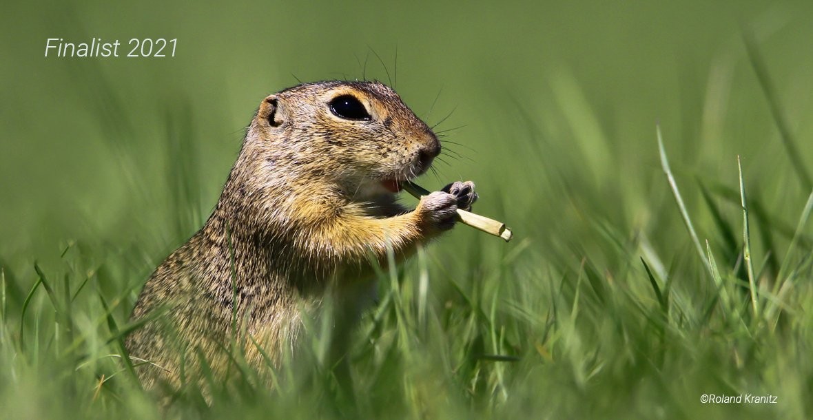 Ronald Kranitz disputa o prêmio com o clique de um espermófilo, mamífero típico do deserto, em que o animal parece estar tocando flauta. Ronald Kranitz / Comedy Wildlife Photography Awards 2021