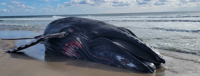 Baleia ficou encalhada dias na faixa de areia, antes de morrer — Foto: Reprodução