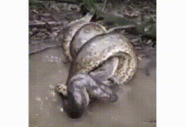 A sucuri também é conhecida como anaconda, arigboia, boiaçu entre outros nomes — Foto: Reprodução