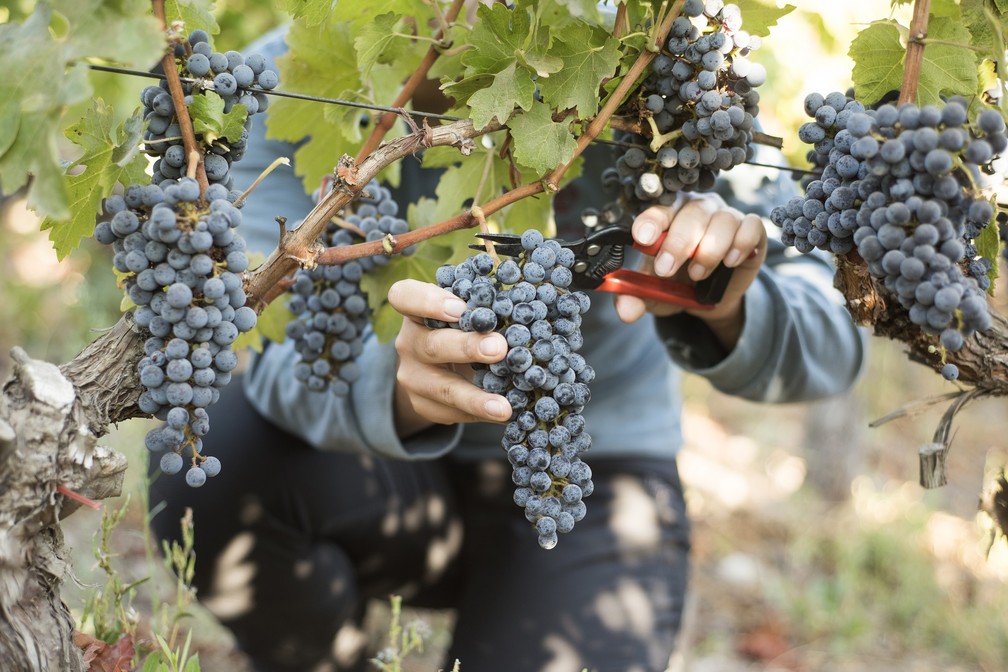 As uvas para a produção do Almaviva são colhidas manualmente — Foto: Divulgação