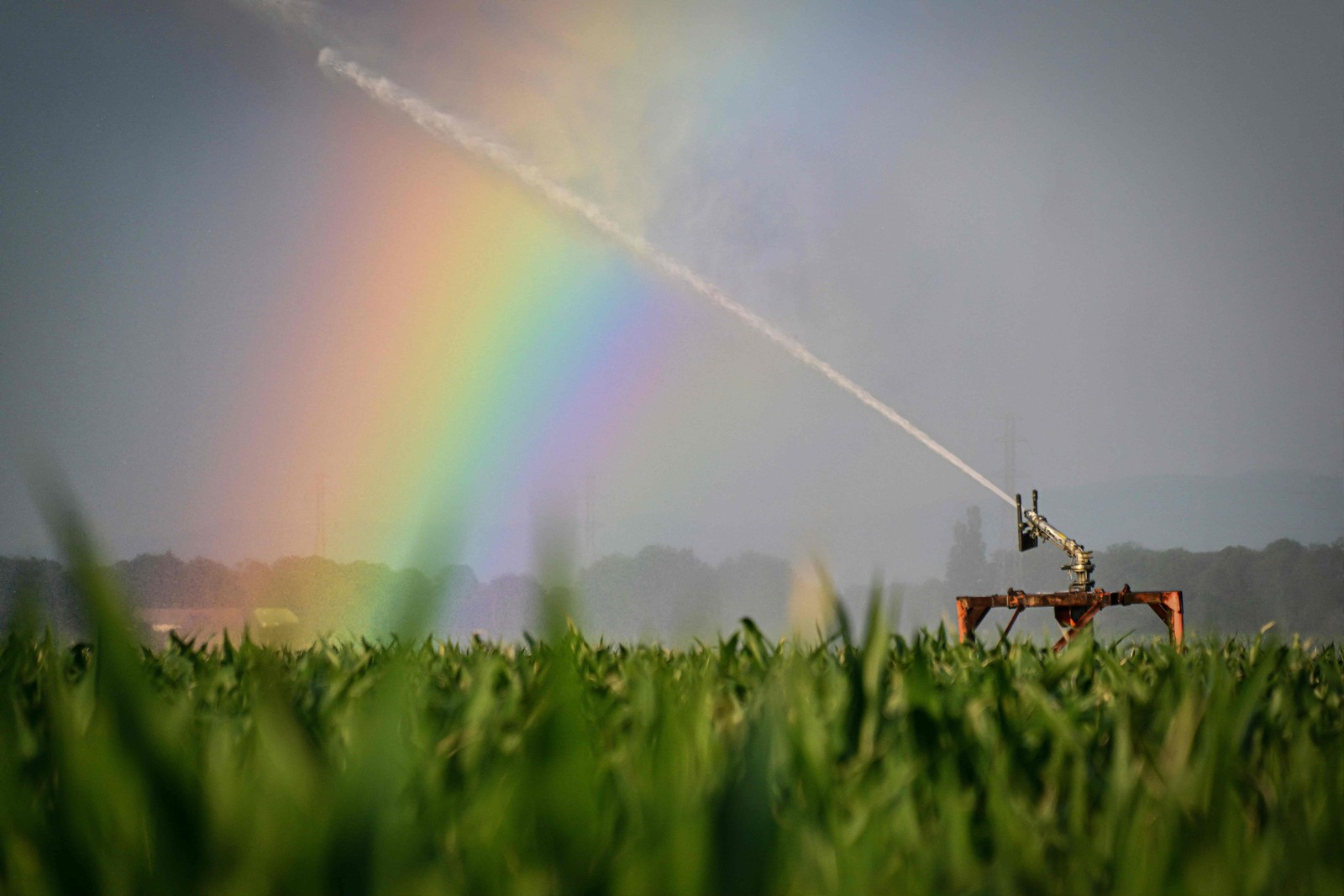 Arco-íris é formado por aspersor automático ativo em um campo perto de Rouffach, leste da França — Foto: SEBASTIEN BOZON / AFP