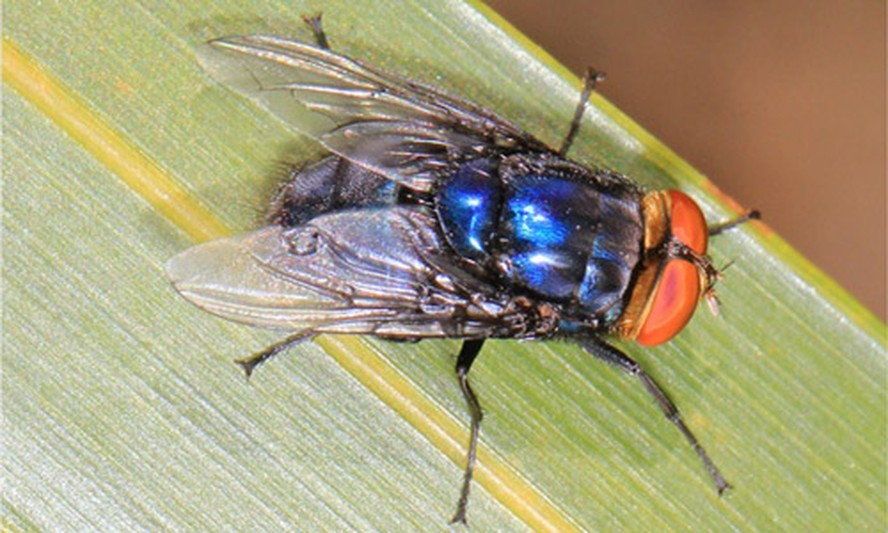 Mosca cochliomyia hominivorax.