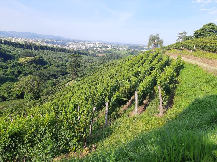 Videiras da vinícola Stella Valentino, em Andradas, Minas Gerais. A produção mineira de vinho está em expansão