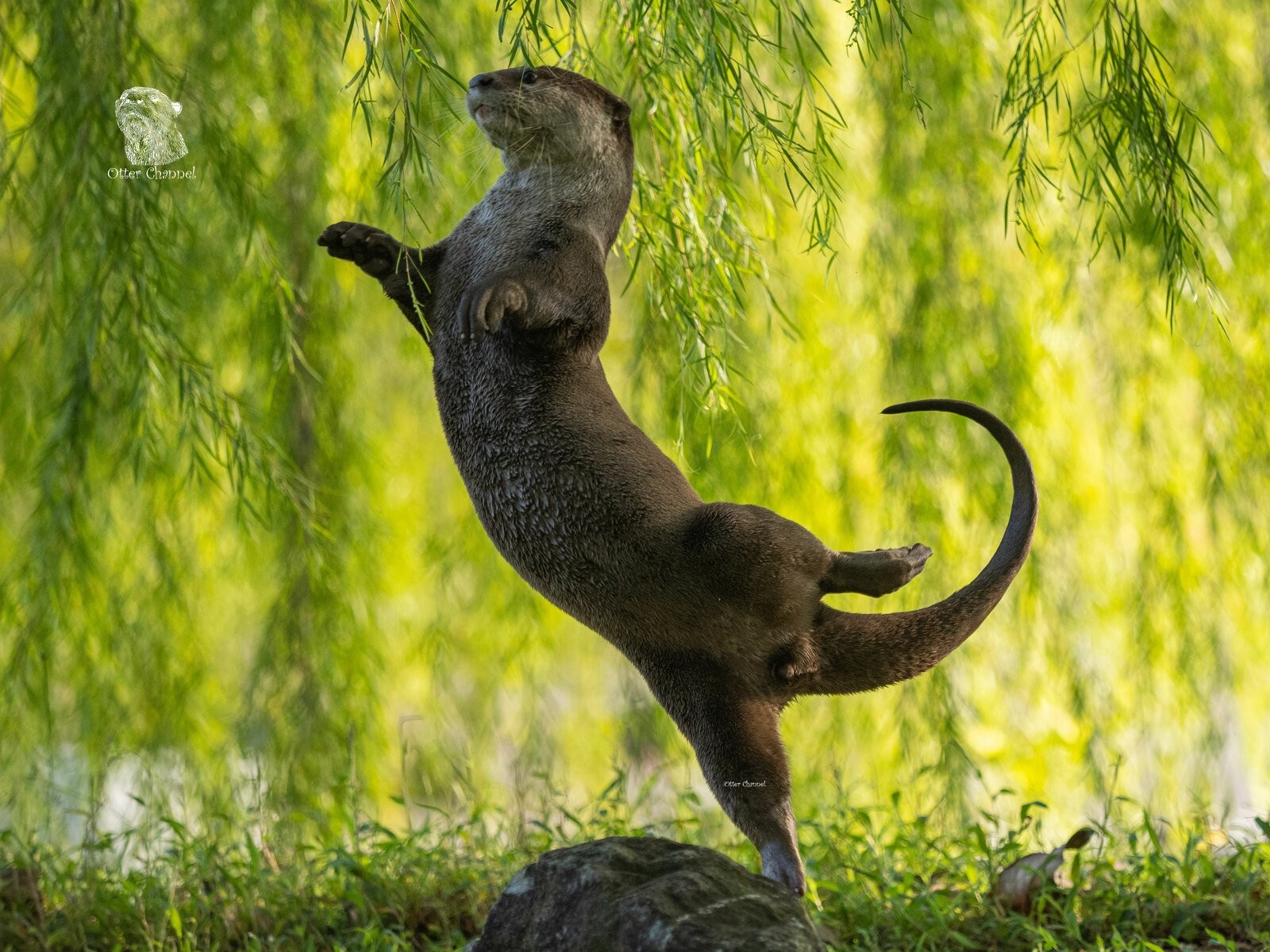 Lontra vira "professora de balé" com um arabesque gracioso — Foto: Divulgação/Otter Kwek