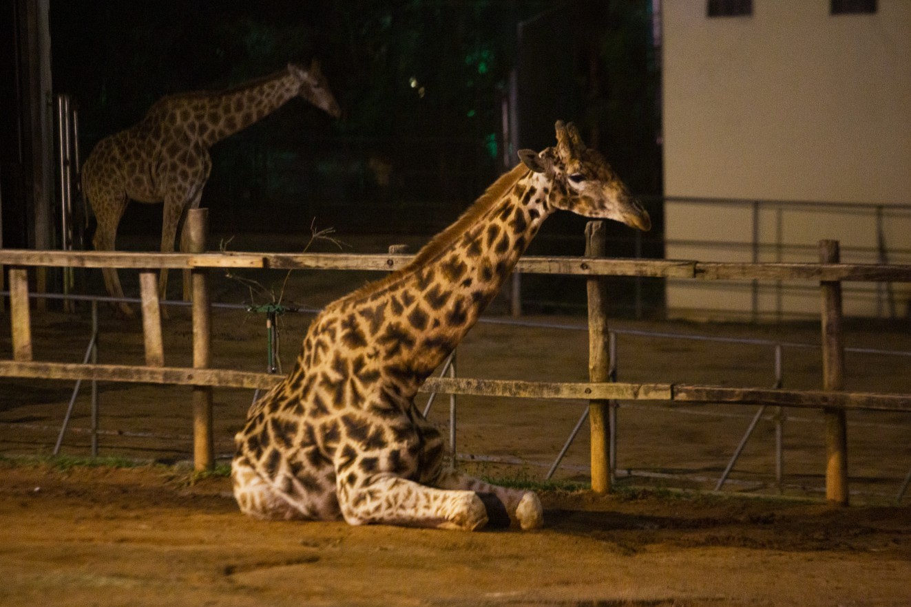 Cerca de 50 espécies integram o tour da noite. Parte dos animais de hábitos noturnos permanecem em repouso, mesmo neste período — Foto: Maria Isabel Oliveira