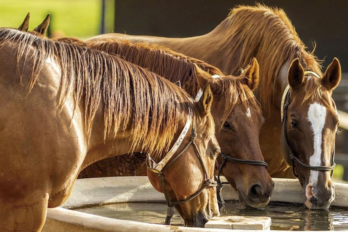 Conheça o rancho milionário do cantor sertanejo Sorocaba — Foto: Site Oficial Rancho das Américas