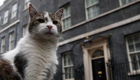 Gato ‘caçador’ do governo britânico faz sucesso nas redes