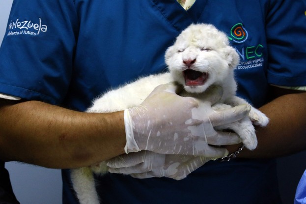 Filhotes de leões brancos nasceram em zoológico na Venezuela nesta semana