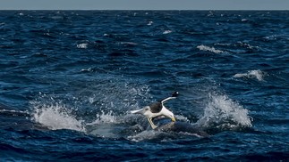 Aves atacam baleias — Foto: La Nacion