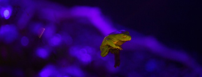 O Zoológico de São Paulo tornou permanente o tour noturno desde o último sábado. — Foto: Maria Isabel Oliveira/ Agência O Globo