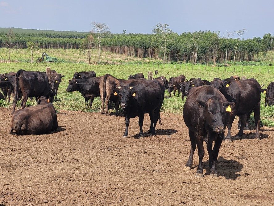 Bovinos da raça Wagyu pastam em fazenda no interior de São Paulo, onde cresce o investimento na produção