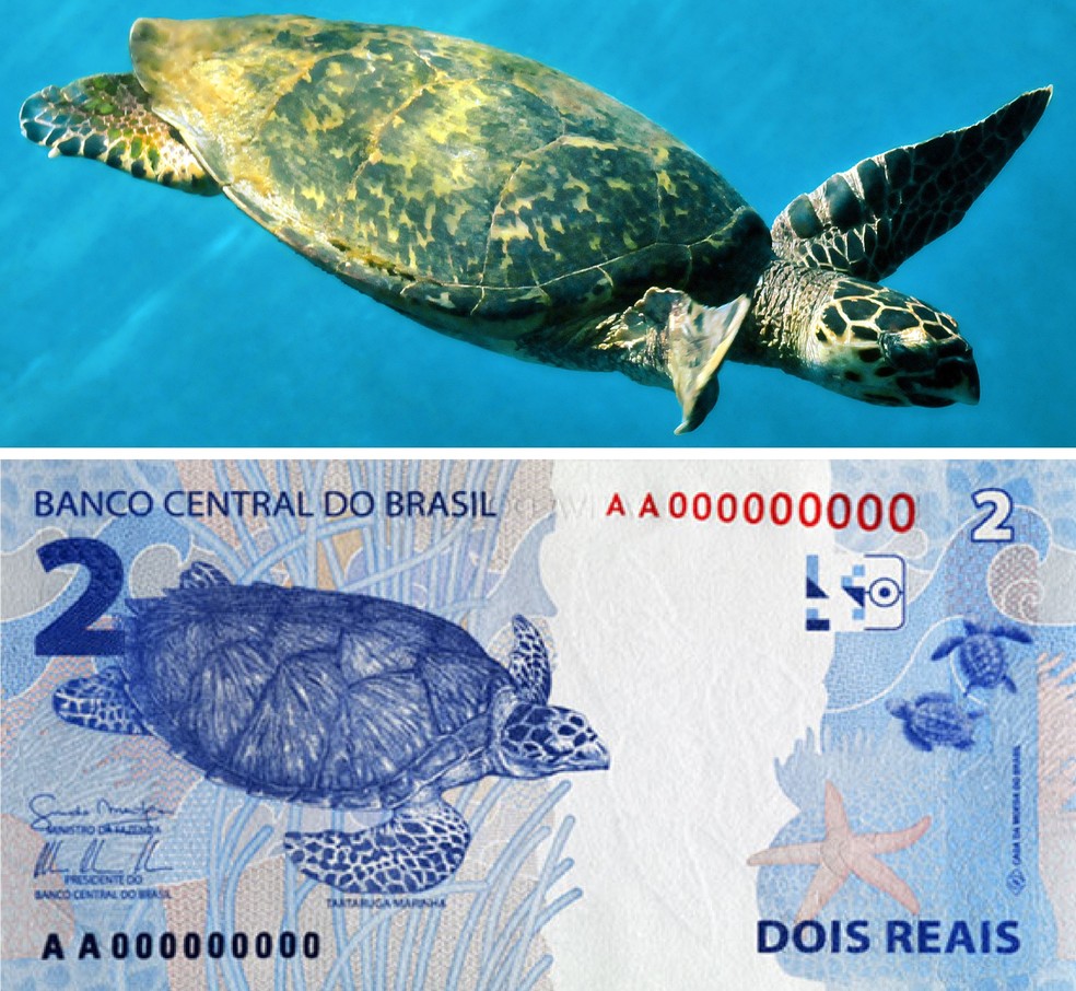 Estampada nas notas de dois reais, a tartaruga-de-pente é uma das cinco espécies de tartarugas marinhas encontradas na costa brasileira — Foto: Ricardo Azoury e Reprodução/Banco Central do Brasil