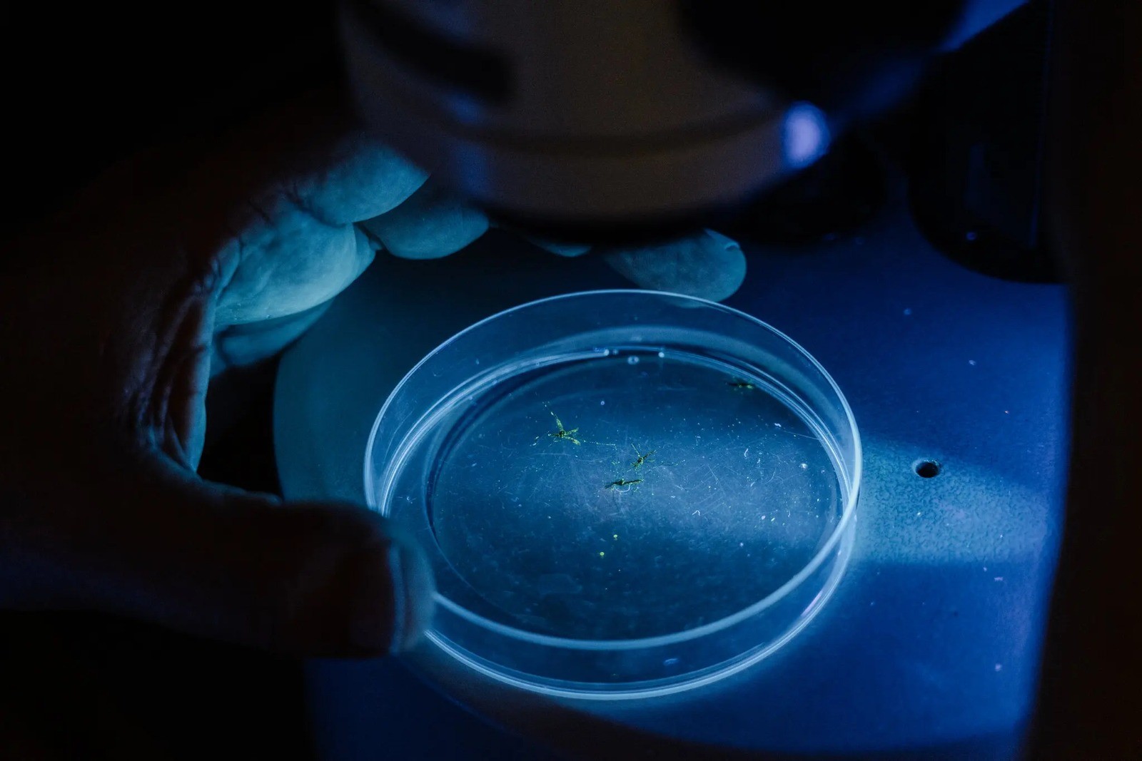 Mosquitos cobertos de pó brilhavam verdes sob o microscópio no laboratório de campo montado por um júri no Príncipe — Foto: Natalija Gormalova / The New York Times