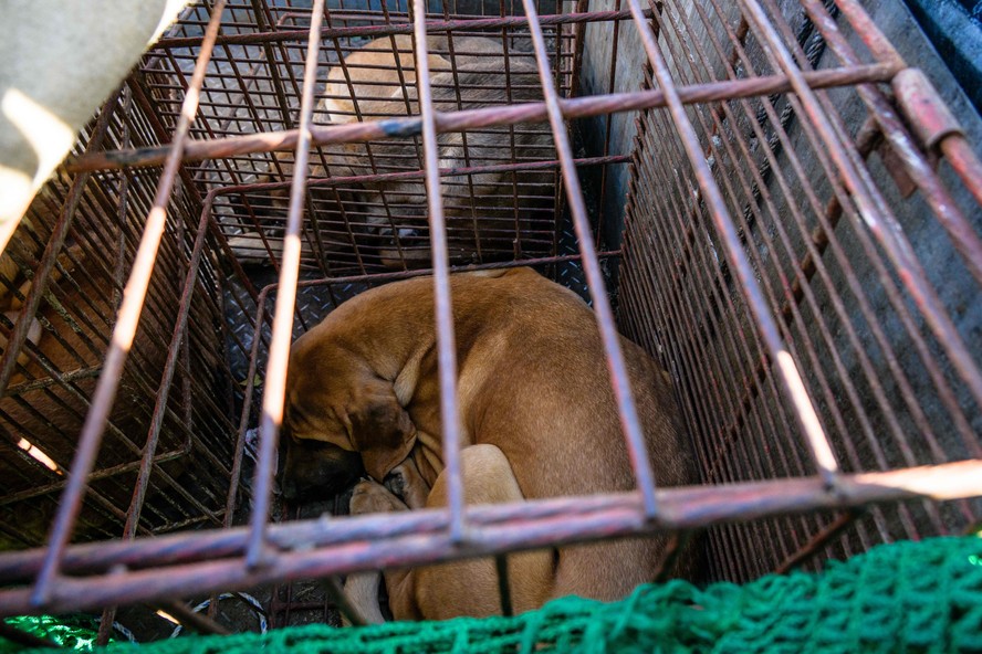 Produtores de cachorros levam animais em gaiolas a protesto contra possível banimento