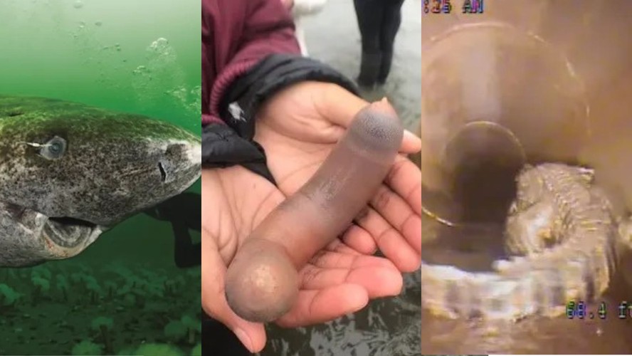 Tubarão-da-Groenlândia, Peixe-penis e jacaré monstro fazem parte dos 'bichos mais bizarros de 2023'