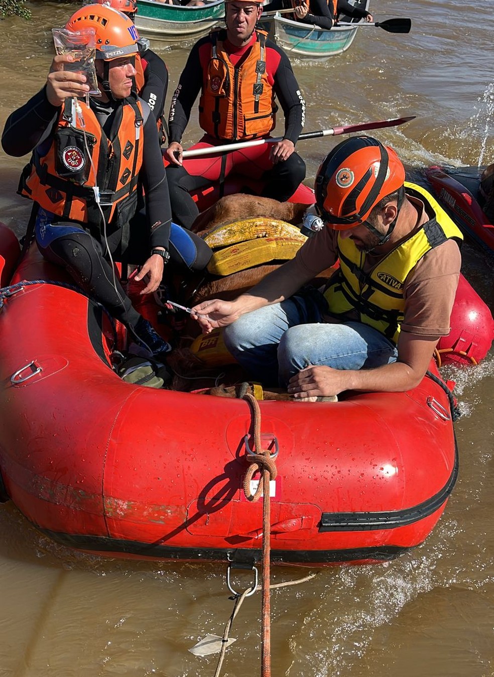 Resgate do cavalo Caramelo, que ficou dias ilhado em cima de telhado no Rio Grande do Sul — Foto: Divulgação