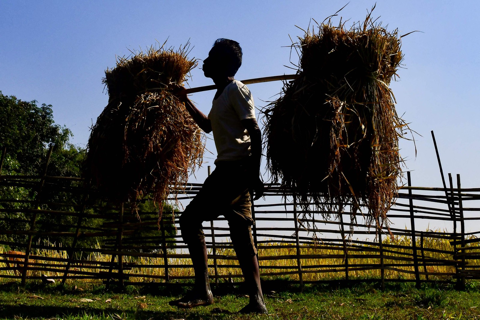 Agricultor carrega arroz colhido em um campo no distrito de Goalpara, em Assam, Índia — Foto: BIJU BORO/AFP