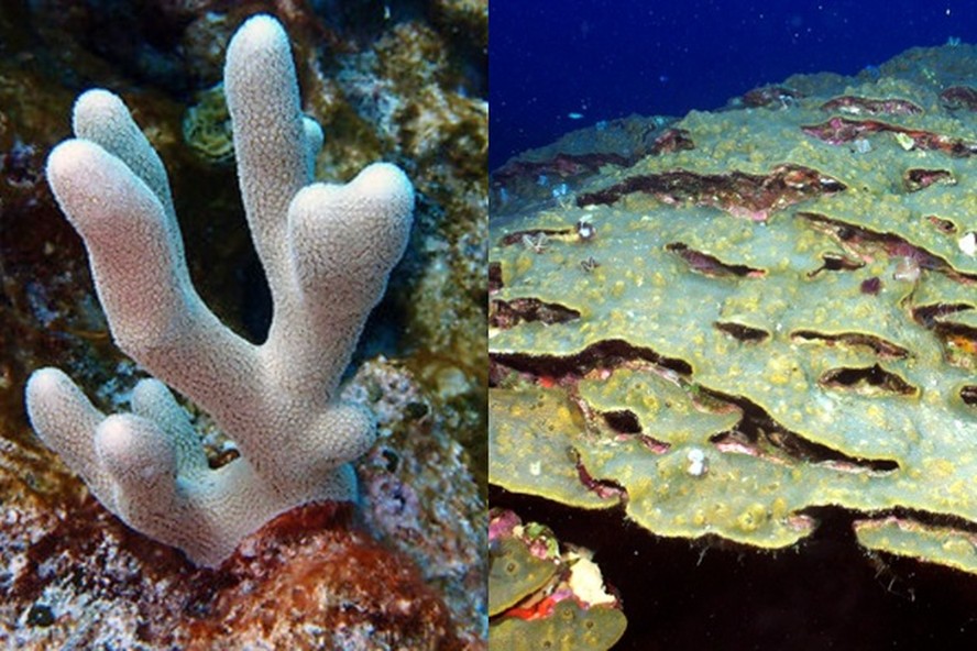 Corais das espécies Porites divaricata e Orbicella franksi