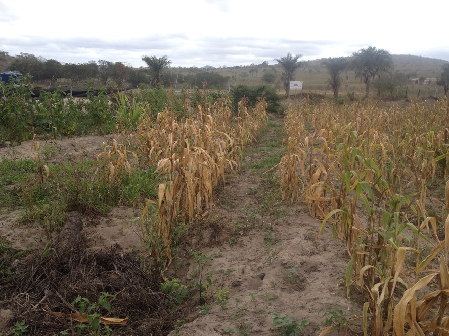 Lavoura de milho danificada por seca em propriedade de pequenos agricultores na Bahia