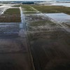 Plantação de arroz inundada no Rio Grande do Sul - Nelson Almeida / AFP / 09-05-2024