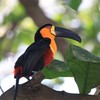 Sorria! Tucano fotografado no Leblon - Divulgação/Dan Delmiro