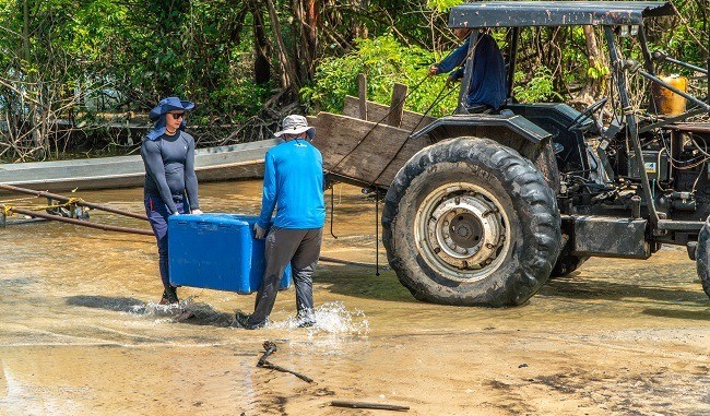 demorou três anos para alcançar a árvore gigante no Amapá — Foto: Havita Rigamonti/IMAZON/IDEFLOR